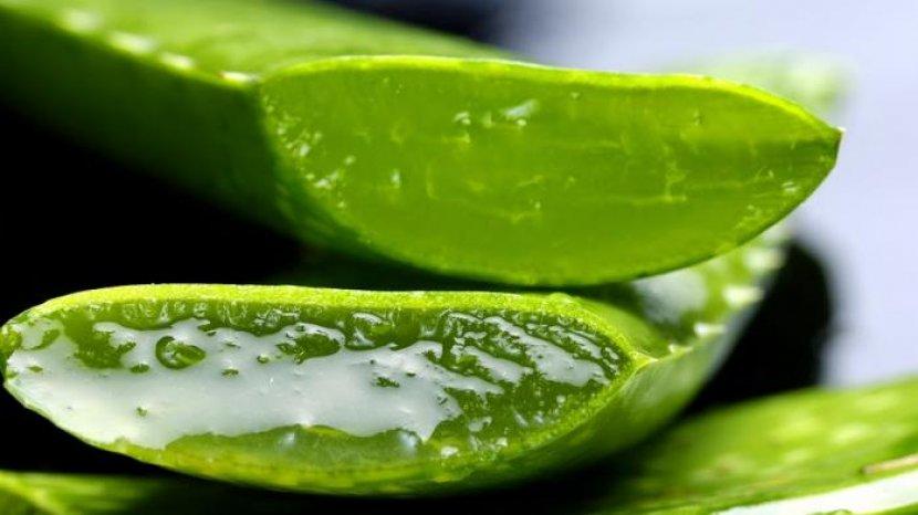 Rekomendasi 5 Aloe Vera Gel untuk Merawat Kulit