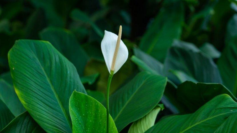 8 Tanaman Hias Bisa Bikin Rumah Jadi Sejuk dan Suasana Nyaman