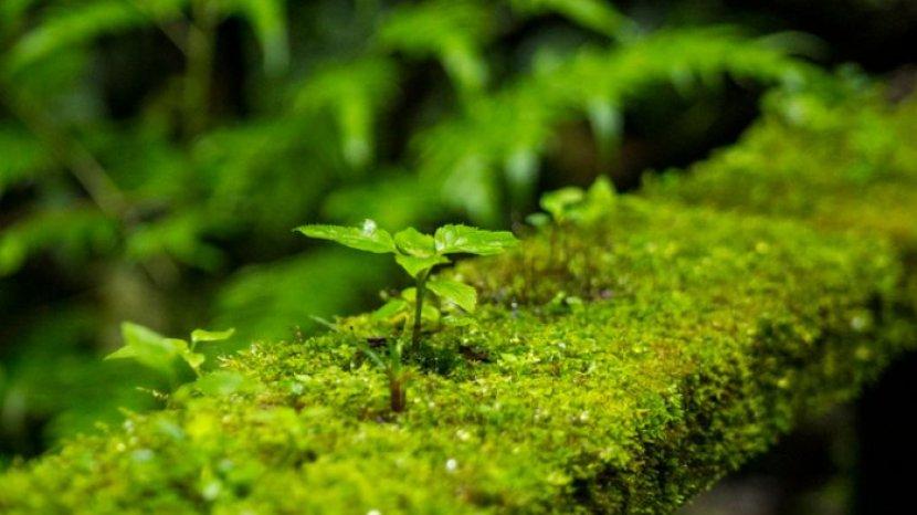 Awas Lumut di Teras Bikin Licin, Atasi dengan 5 Tips Ini