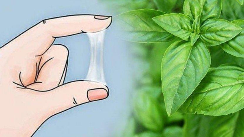 Memiliki Masalah Keputihan? Daun Kemangi Menjawab Semua Masalah Kewanitaan