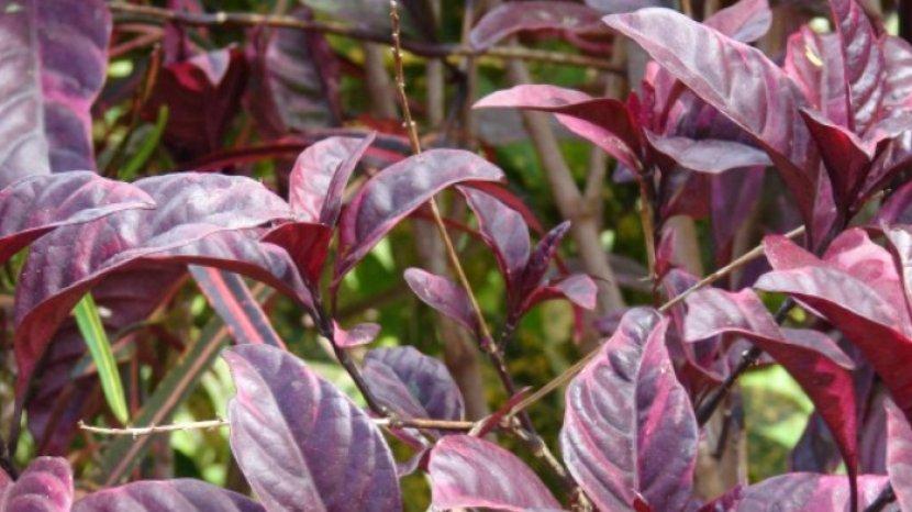 7 Khasiat Daun Ungu atau Handeleum, Ampuh Mengobati Wasir hingga Cegah Gagal Ginjal