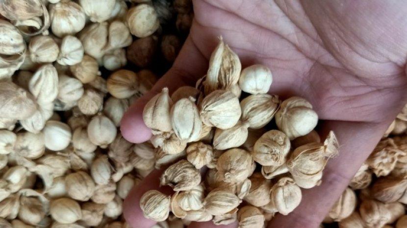 Rutin Minum Air Rebusan Kapulaga dan Dapatkan 10 Manfaat Menakjubkan Ini untuk Tubuh