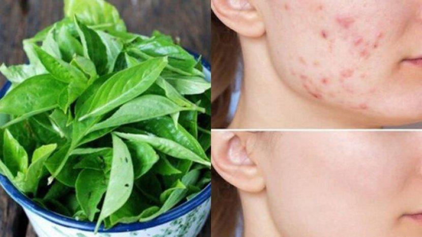 masker-kemangi-punya-banyak-manfaat-untuk-kulit.jpg
