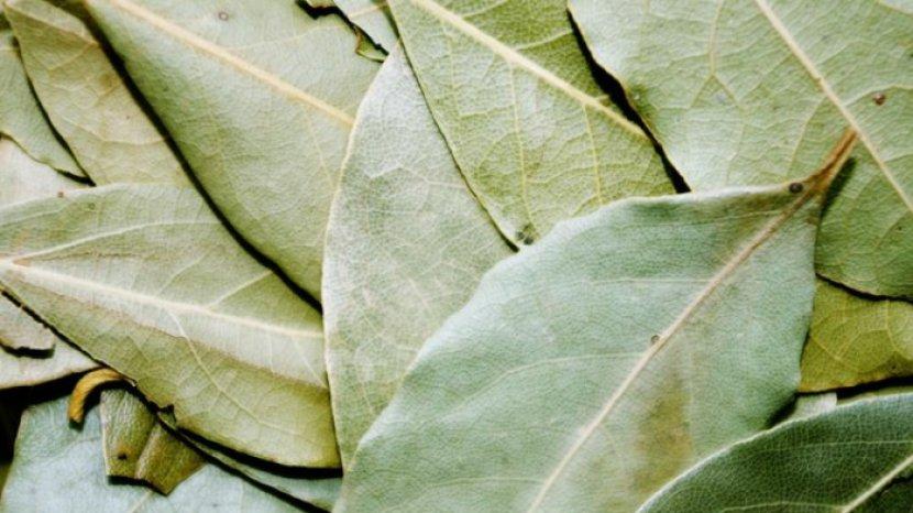 Manfaat Membakar Daun Salam di Dalam Rumah, Bikin Udara Hunian Lebih Sehat