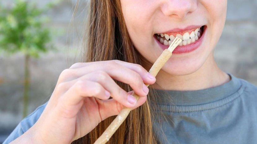 8 Khasiat Menakjubkan Siwak untuk gigi dan Mulut, Ampuh Membersihkan, Cegah Plak dan Karang Gigi