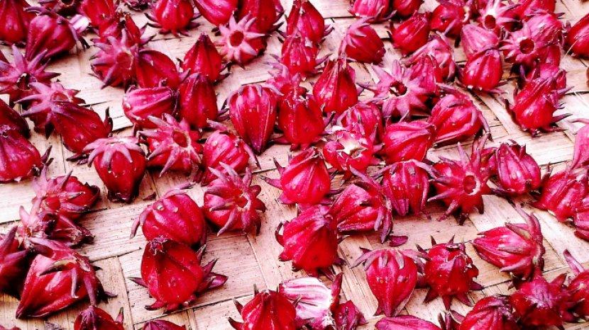 10 Manfaat Bunga Rosella dan Cara Membuatnya, Ramuan Tradisional Ampuh Lawan Penyakit