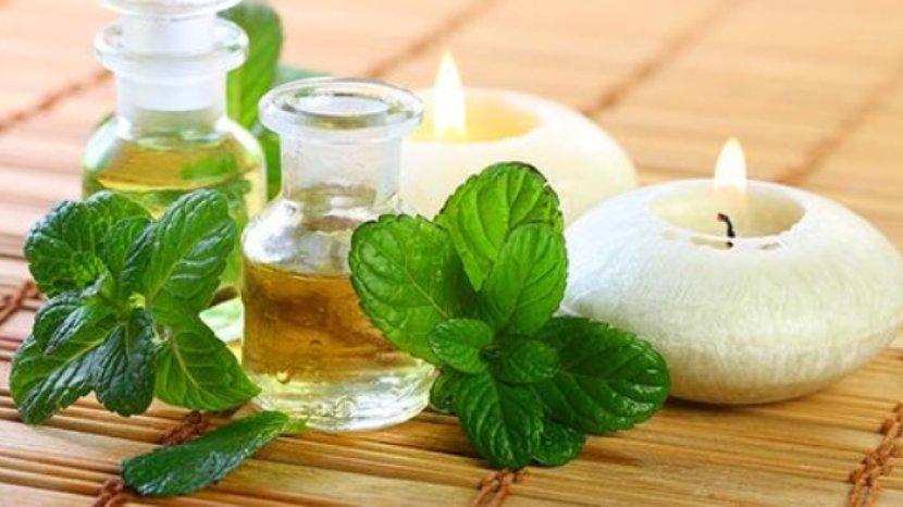 6 Manfaat Daun Mint untuk Keperluan Rumah Tangga, Bisa Bantu Usir Semut Loh!