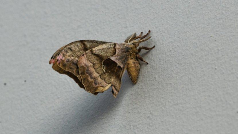 moth.jpg