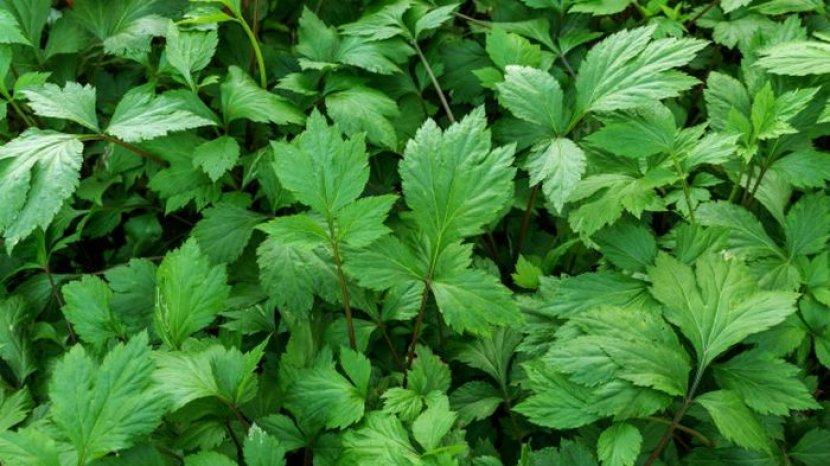 Rekomendasi Clay Mask Berbahan Mugwort untuk Kulit Berminyak dan Berjerawat
