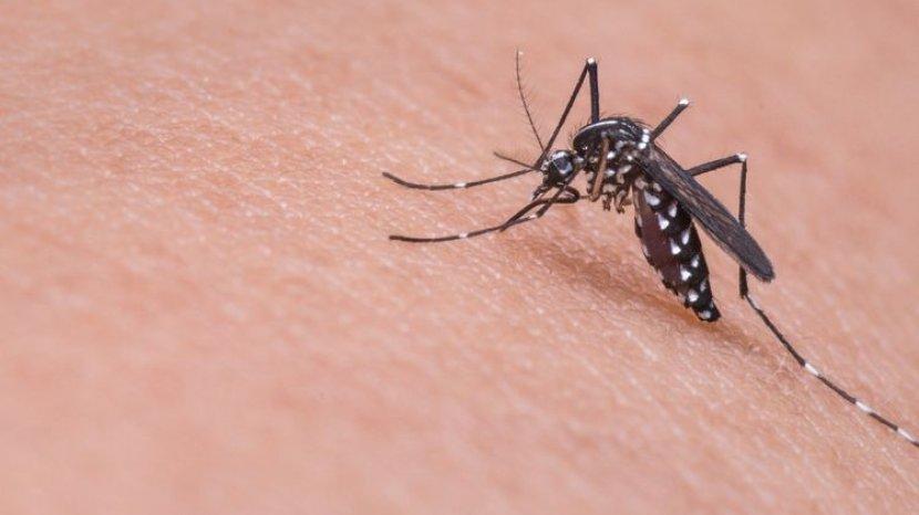 Mencari Lotion Anti Nyamuk untuk Si Kecil? Ini 5 Rekomendasi Terbaiknya