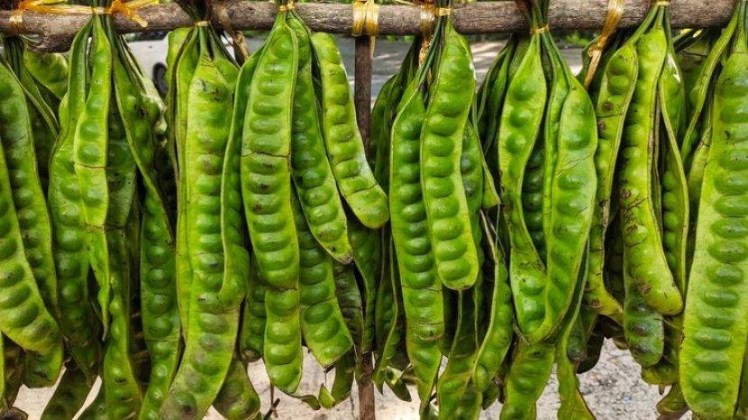 10 Khasiat Menakjubkan Petai Bagi Kesehatan, Lalapan Indonesia yang Punya Bau Khas