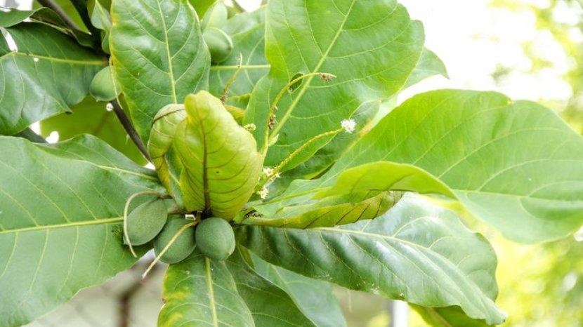Catat! Ini 9 Manfaat Buah Ketapang untuk Kesehatan dan Kecantikan