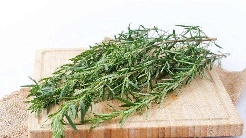 rosemary-punya-banyak-manfaat-untuk-kesehaatan-tubuh.jpg