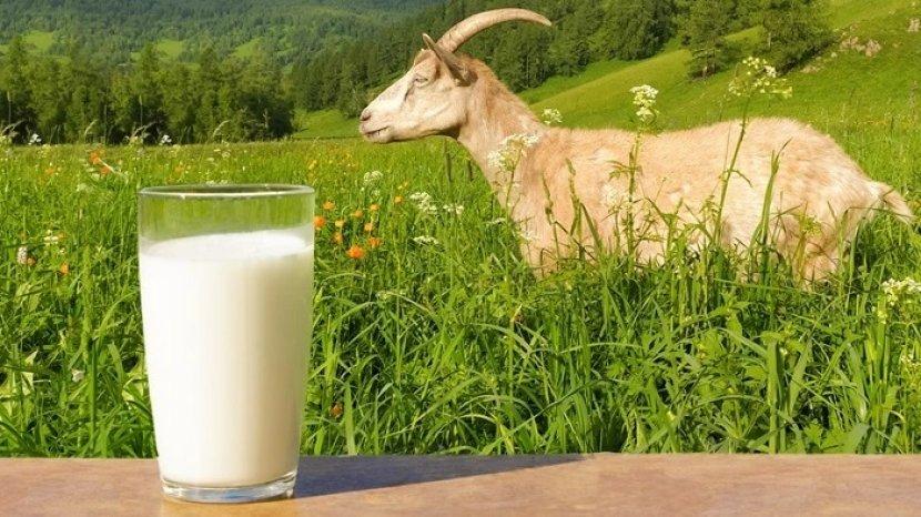 8 Khasiat Menakjubkan Susu Etawa untuk Kesehatan, alternatif Lebih Sehat Dibanding Susu Sapi