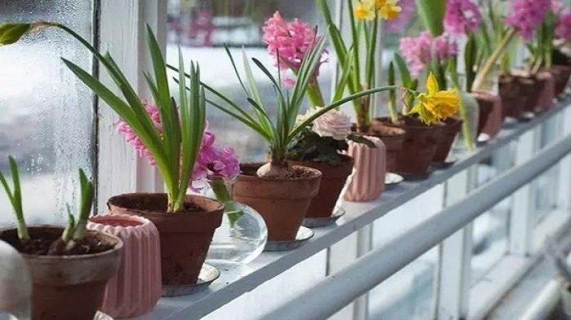 5 Tips Merawat Tanaman Hias yang Ada di Rumah agar Tak Mudah Layu