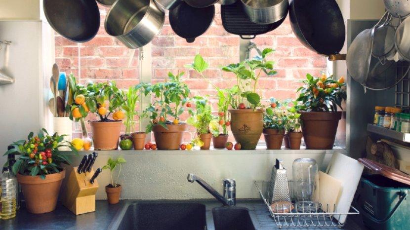 7 Tanaman Hias yang Cocok Diletakkan di Dapur, Buat Suasana Lebih Natural