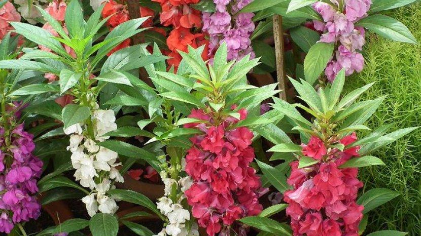 5 Langkah Mudah Ciptakan Kuteks Alami dari Bunga Pacar Air