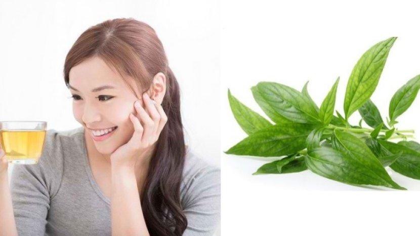 Minum Ramuan Teh Daun Sambiloto, Dapatkan 8 Khasiat Penting Ini untuk Tubuh