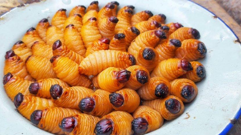 ulat-sagu-memiliki-banyak-manfaat-untuk-kesehatan.jpg