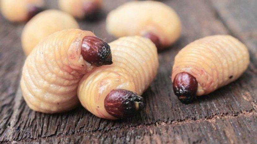 Ulat Sagu Ternyata Bisa Dimakan, Ini 7 Manfaatnya untuk Tubuh yang Jarang Diketahui