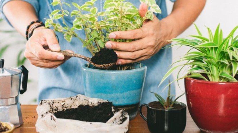 5 Pupuk Tanaman Hias yang Terbuat dari Bahan Alami, Salah Satunya Manfaatkan Sisa Cangkang Telur