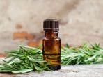5 Rekomendasi Rosemary Oil: Solusi Terbaik untuk Atasi Rambut Rontok