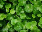 7 Khasiat Daun Pegagan untuk Kulit, Punya Nama Lain Centella Asiatica yang Sering Ada pada Skincare