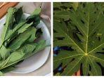 10 Manfaat Daun Pepaya untuk Kecantikan dan Kesehatan, Si Pahit yang Kaya Nutrisi