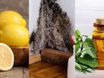 Cara Membersihkan Dinding Berjamur Pakai Lemon dan Tea Tree Oil, Kandungannya Ampuh Mengatasi