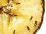 8 Cara Ampuh Mengusir Lalat Buah 'Mrutu' Saat Musim Mangga Tiba