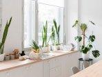 7 Tanaman Hias yang Cocok Diletakkan di Dapur, Cek Manfaatnya
