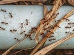 Mudah Dicoba, Cek 9 Tips agar Rumah Bebas Semut Beserta Sarangnya