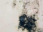 5 Bahan Alami yang Bisa Hilangkan Noda Black Mold di Dinding