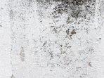 Tips Ampuh Cegah Jamur Hitam Black Mold Muncul Lagi di Dinding, Cocok untuk Rumah yang Lembap