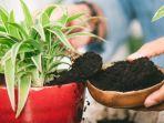 7 Bahan Alami yang Bisa Menjadi Pupuk Tanaman, Bikin Subur Tanpa Bahan Kimia