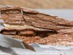 5 Tips Merawat Kaki Meja Kayu agar Tidak Mudah Rapuh Dimakan Rayap