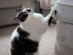 6 Cara Memperbaiki Sofa yang Dicakar Kucing, Bisa Dilakukan dengan Bahan Sederhana