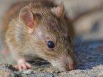 Hindari 8 Kesalahan Penyebab Tikus Betah Berada di dalam Rumah