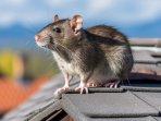 7 Hal yang Bikin Tikus Tidak Betah Bersarang di Rumah dan Langsung Kabur