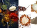 5 Cara Alami Usir Kecoa, Semut, Lalat, dan Tikus dari Dapur Tanpa Bahan Kimia, No Racun-Racunan
