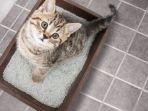 7 Tips Mengatasi Bau Pesing dan Kotoran Kucing di Dalam Rumah