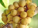 8 Manfaat Buah Kokosan untuk Tubuh, Ternyata Menakjubkan