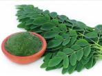 10 Khasiat Daun Kelor untuk Kesehatan dan Kecantikan Ternyata Menakjubkan, Apa Saja?
