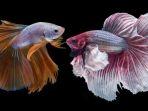 5 Tips Merawat Ikan Cupang di Rumah agar Berusia Panjang