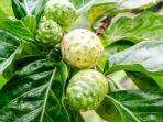 5 Manfaat Buah Mengkudu untuk Tubuh, Salah Satunya Menurunkan Gula Darah