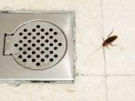 10 Tips Mengatasi Keberadaan Kecoa di Kamar Mandi, Tuntas Hingga Telurnya