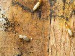 5 Tips Atasi Rayap yang Merusak Furnitur Kayu, Hanya dengan Bahan Rumahan