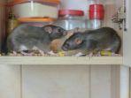 6 Tips Mengusir Tikus di Lemari Dapur, Basmi Tuntas Hingga Persembunyiannya