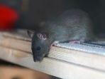 8 Tips Mengatasi Bau Kencing Tikus di Berbagai Sisi Rumah, Hilang Cepat Tanpa Pakai Bahan Kimia 