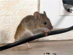 5 Tips Ampuh agar Kabel Mesin Cuci Tidak Digigit Tikus, Cegah Korsleting Listrik